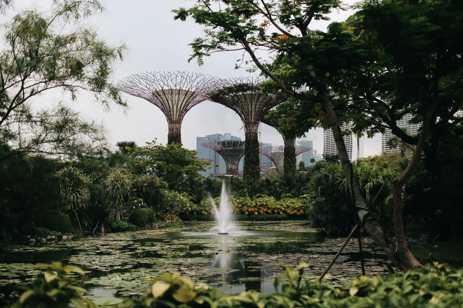 Supertree Grove at Gardens by the Bay in Singapore seen across a pond surrounded by tropical plants
