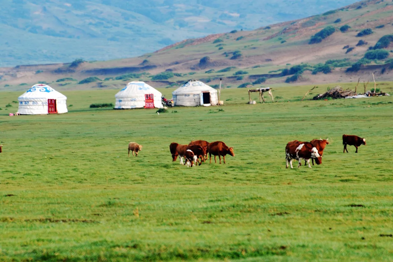 Traditional white gers clustered on the open Mongolian steppe with cattle grazing nearby and mountains in the distance