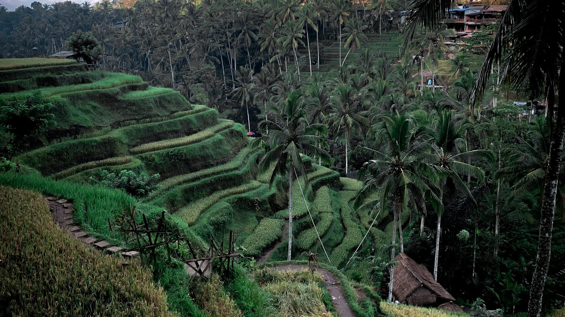 Bali green rice terraces Ubud cascading paddy fields