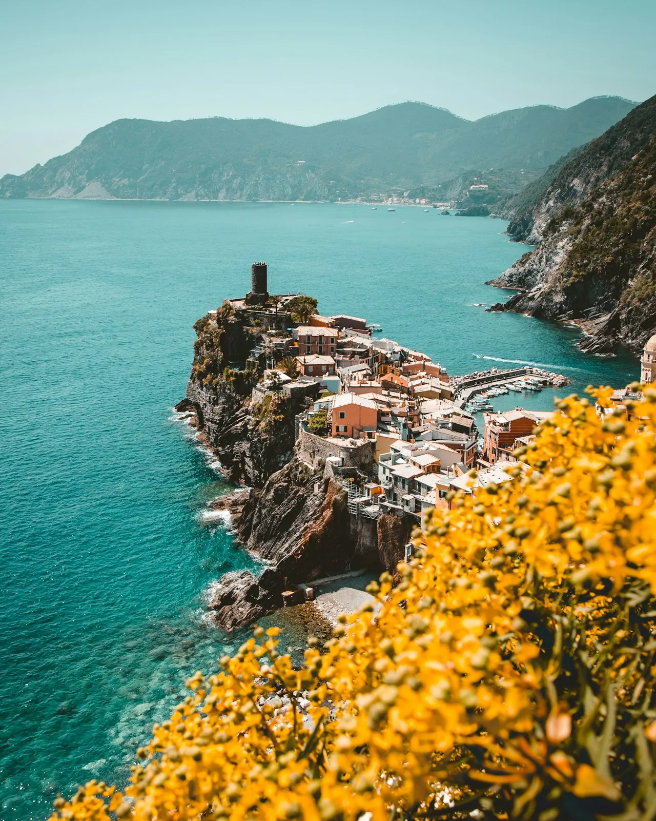 Vernazza village perched on a cliff above turquoise Ligurian Sea with yellow wildflowers in foreground